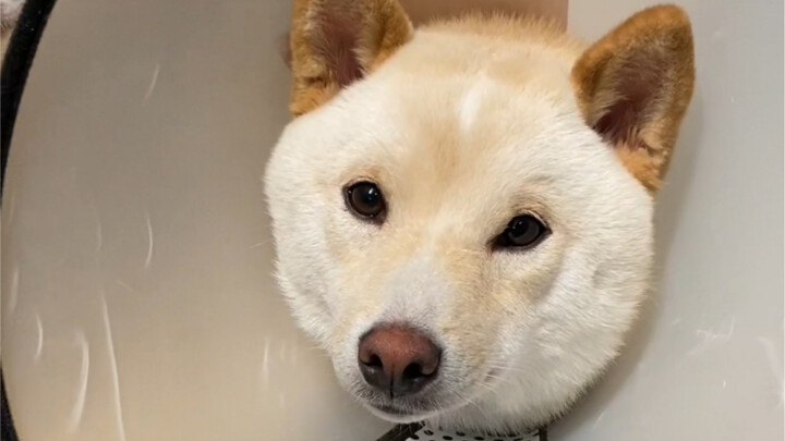 Do neutered dogs lose their appetite?