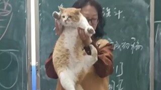 مرتبك وغير قادر على التصرف، القط: ماذا تقصد؟