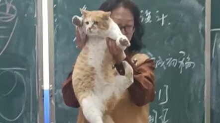 At a loss for words, the cat says: What do you mean!