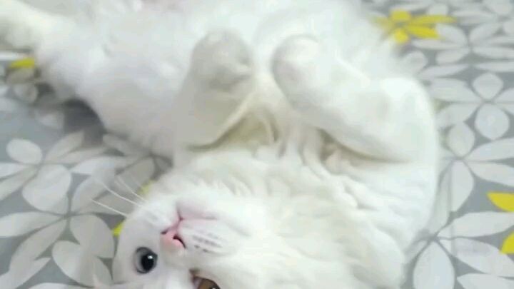my cat sy to you HELLO