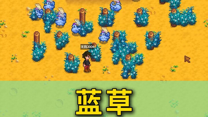【สตาร์ดิวแคมป์ 1.6】ต้นหญ้าสีน้ำเงิน