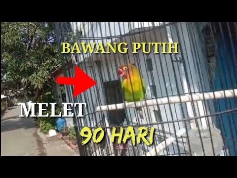 Manfaat Bawang putih untuk love bird jadi melet mangap dalam 90 hari