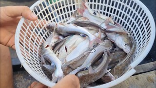 Cơm chiều cá út chiên mắm chua. Tối câu cá lia lía - Bin Đen Miền Tây # 264