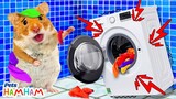 Hamster has trouble washing machine | Funny animals | Life Of Pets Hamham
