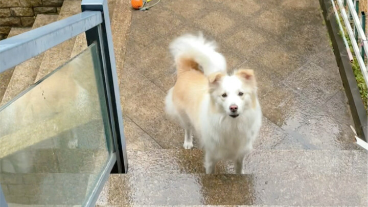 รีบอยากดูโดรา จนไม่ได้เช็ดเท้าให้สะอาดเลย เมื่อวานเฉินโดราไปฉีดยา มาวันนี้ก็ยังกินข้าวไม่ค่อยได้ คุณ