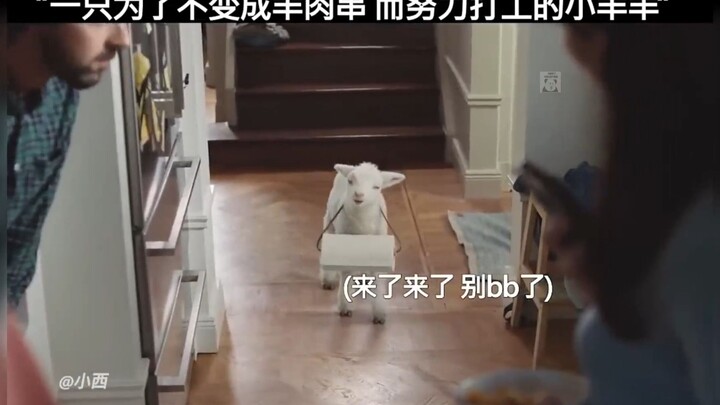 A sheep working hard just to avoid becoming lamb skewers