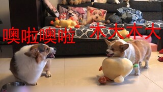 ใช้วิธีของ JoJo เพื่อเปิดการทะเลาะวิวาทประจำวันของ Corgi