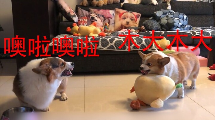 ใช้วิธีของ JoJo เพื่อเปิดการทะเลาะวิวาทประจำวันของ Corgi
