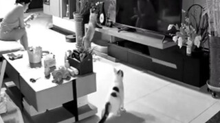 Cats have super senses! Help people avoid danger