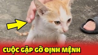 Cuộc gặp gỡ ĐỊNH MỆNH với 2 em CHÓ MÈO HOANG