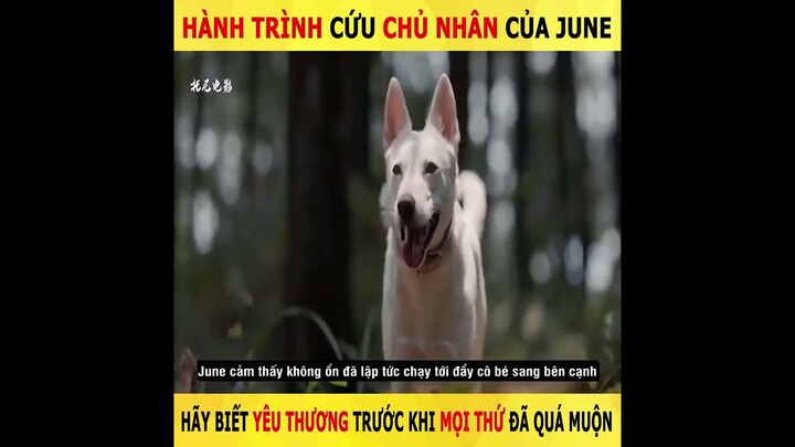 Hãy biết yêu thương trước khi mọi thứ đã quá muộn | Review phim: Hành trình cứu chủ nhân của June