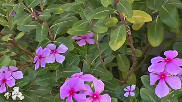 it is my favourite please support me