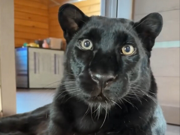 Black Panther, gaya warna hitam memang keren