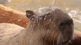 和水豚一起放空一分钟