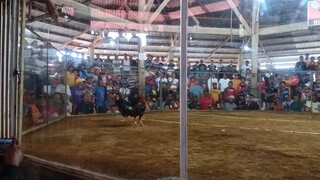 Mahiwaga talaga ang sabong 🤣
