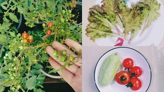 采摘篇No.11奶油迷你小黄瓜和倒立汤姆红果番茄，生菜（甜豌豆醋栗终于长成一串一串了！金银花开放）