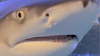 I went to great lengths just to get a shark tooth!