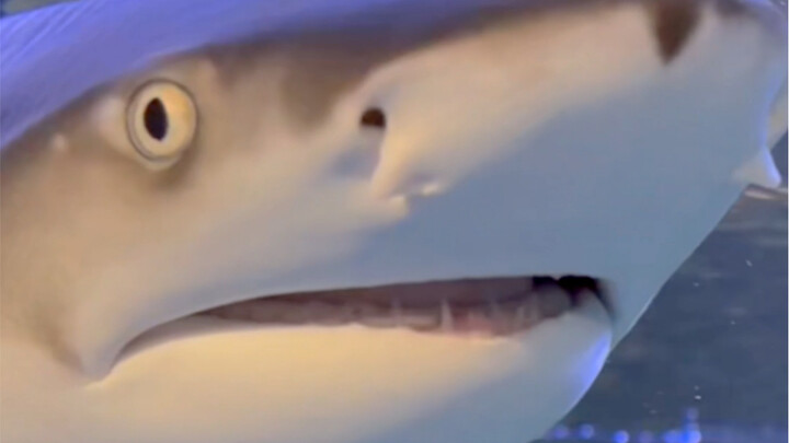 I went to great lengths just to get a shark tooth!