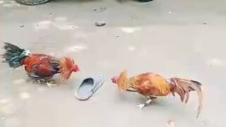 bcharahabs backyards