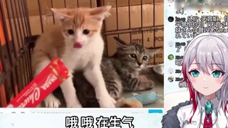 The Japanese natural sister watched "The King of Cats, Jingze". Cat: Get away! Even if I starve to d