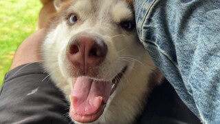 Someone asked me, "Will raising a Husky make me depressed?" But isn't this actually pretty great?