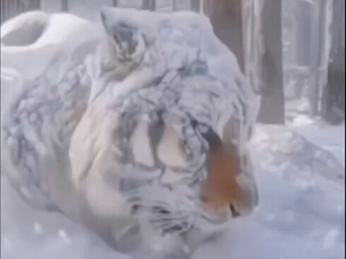 Tại sao hổ không sợ lạnh?