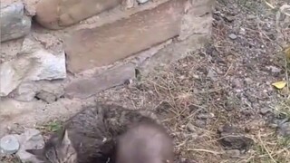 Check out the high-energy moments of cats catching mice. It turns out that cats are the nemesis of m