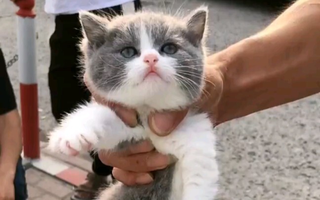 Đi săn một em xanh trắng, xem giá bao nhiêu thì có thể rước về.