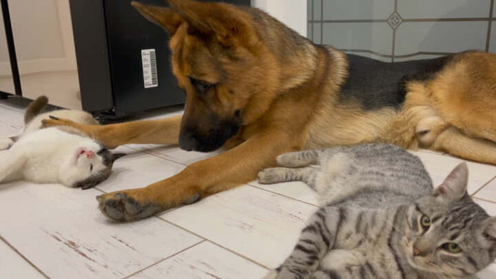 มีหมาเยอรมันเชพเพิร์ดแอบเข้ามาในปาร์ตี้แมว!