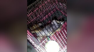 Xem 2 con ngủ chưa. yeucho yeuchomeo cún cúncon chó chómèo chócon chó_cưng chókhôn yeuchomeo cưng chócute pet dog dogsoftiktok doggo