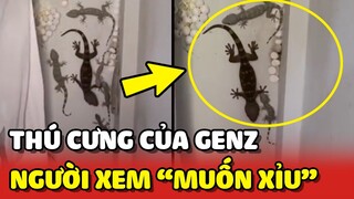 Độc lạ với THÚ CƯNG của GenZ khiến người xem MUỐN XỈU 😣 | Yêu Lu