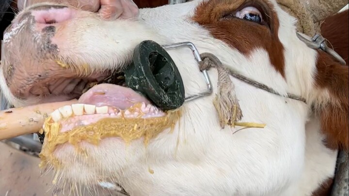 Rumah penduduk desa menjadi sasaran aksi sekelompok penjahat; ayahku pun berubah menjadi detektif un