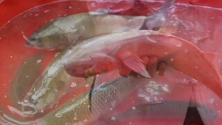 男人意外发现用酒糟喂的鱼又大又嫩，没想到喂了几天后鱼都死了。