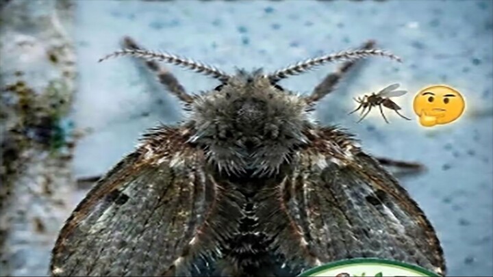 বাথরুমের দেওয়ালে এই পশমী পোকাটি আসলে কী_ 🦟 🤔 ।। Drain Fly।।Eco-Facts
