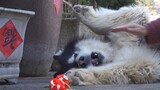 [Animals]An Alaska dog is criticized for biting lanterns