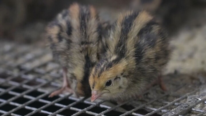 [70,000 Quail Eggs per Day: What Does a Quail Farm Look Like?] A quail farm is basically no differen