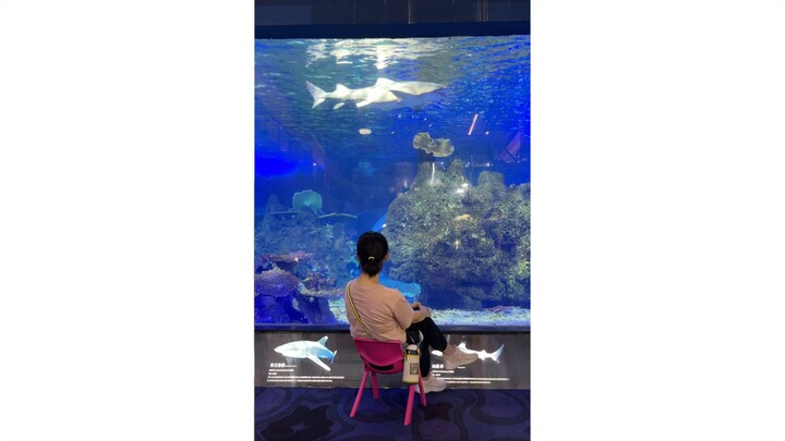 Reflections on a Visit to the Ocean Park