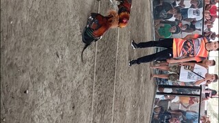 1st fight (tabla) Triple 8 Lambayong Gallera