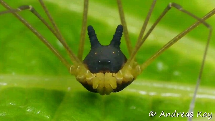 Nhện Bunny Harvestman chuẩn bị đón một ngày mới