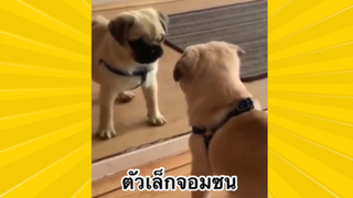 สัตว์เลี้ยงเพื่อนขนปุย: ตัวเล็กจอมซน