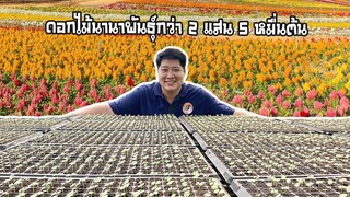 ดอกไม้นานาพันธุ์กว่า2แสน5หมืนต้นที่ฟลอร่าพาร์ควังน้ำเขียว สไตล์korattv