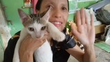 Giống Mèo Viet Nam dễ nuôi. Ha nhung vlog