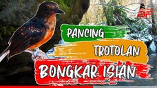 PANCINGAN MURAI BATU TROTOL AGAR BUNYI