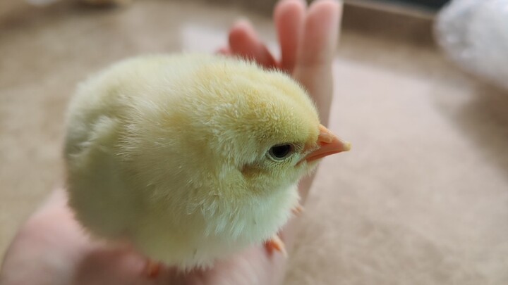 Ayam kaki lima hari kedua