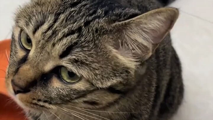 Ten years after her cat passed away, a netizen found the little bell it had hidden in a corner back 