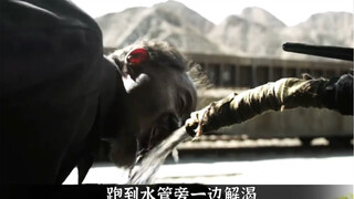 老地下党吃了三大碗羊肉泡馍，一斤自来水，两碗大筷面，一斤红薯。为了任务真不容易