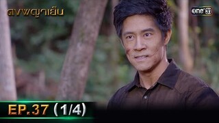 ดงพญาเย็น (รีรัน) | EP.37 (1/4) | 31 พ.ค. 67 | one31