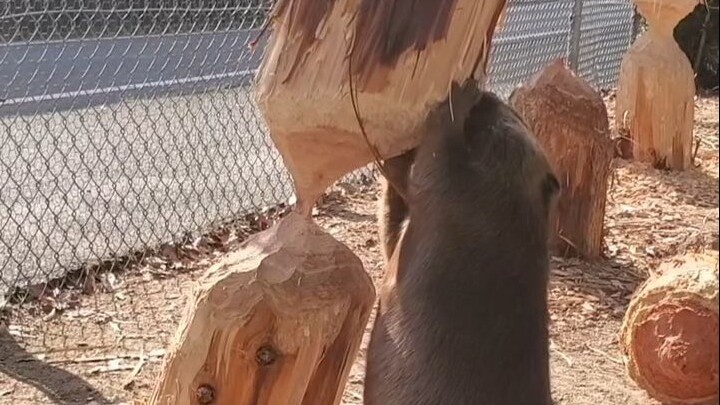 Now I believe beavers really will get crushed by the trees they’ve gnawed down…