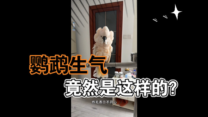 You think a parrot gets mad by screaming—turns out it can also pull a cold, silent “ghosting” move 🤣