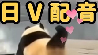 Cute panda tries Japanese dubbing